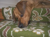 /album/galeria-de-fotos/cicatrizes-1-jpg/